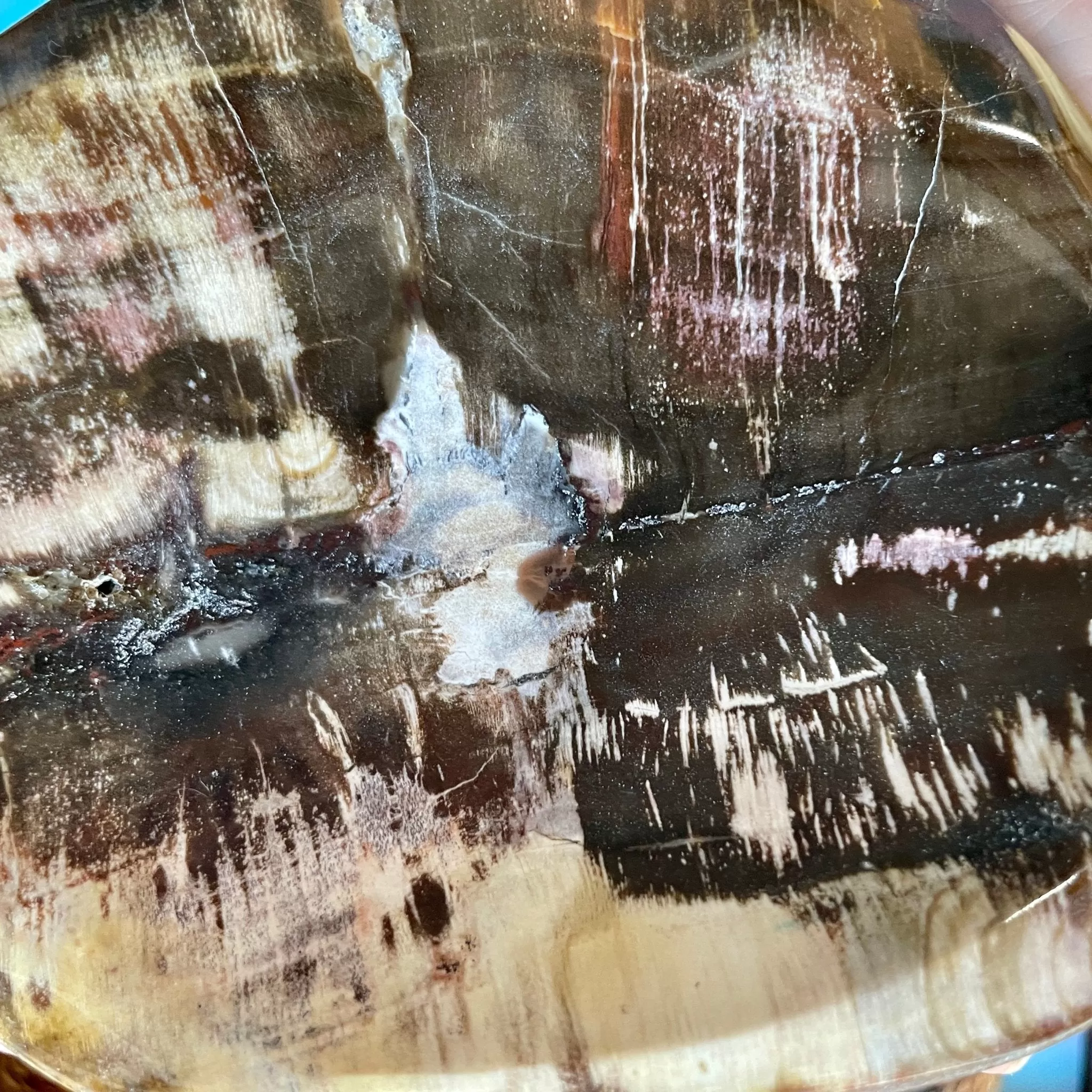 Fawn Petrified Wood Bowl